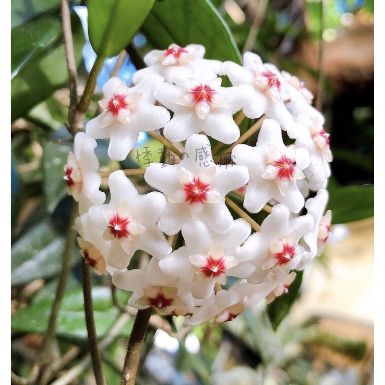 🌈香花款🌈【悸動の感蕨】Hoya carnosa 台灣毬蘭 | 味道香 | 鹿角蕨