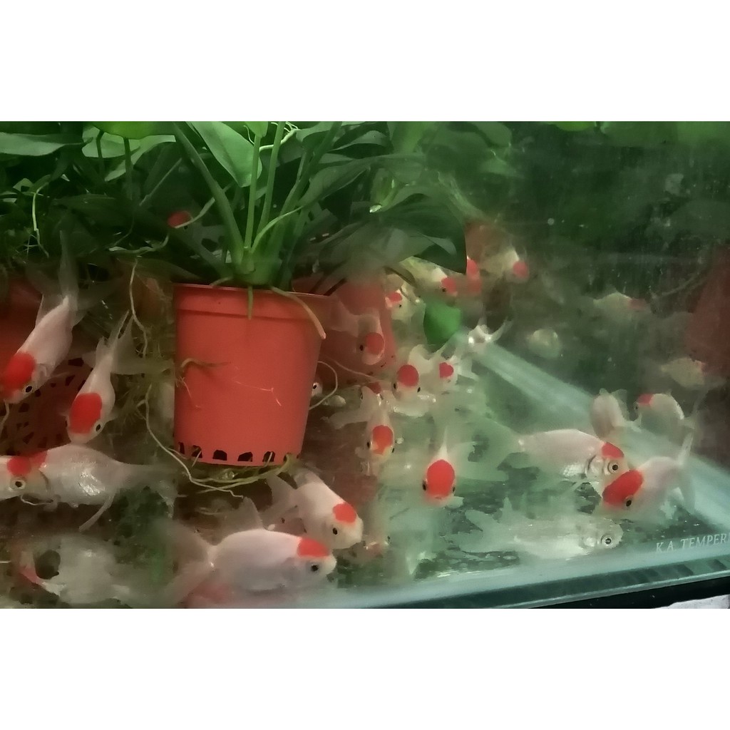 一元水族 小紅帽金魚5 7公分左右活餌 飼料 蝦皮購物