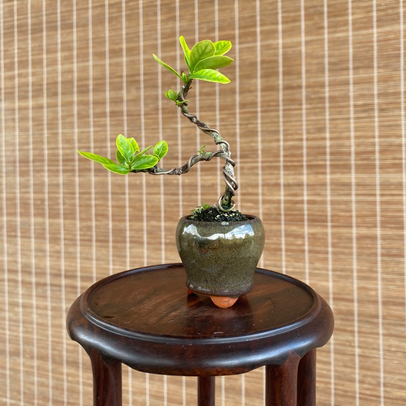超迷你品花槴子 喜代譽 蝦皮購物