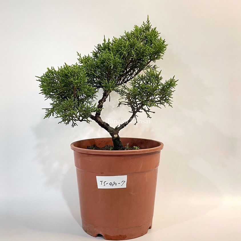 田中園藝tanakabonsai 松柏盆栽 塑形紀州真柏 鐵柏 5吋 蝦皮購物