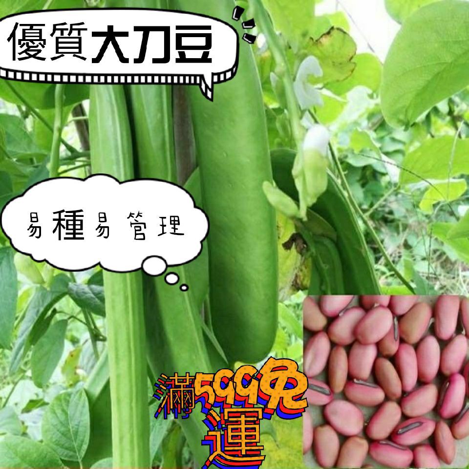 刀豆種子的價格推薦 21年6月 比價比個夠biggo