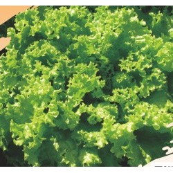 ▲【全館590免運】皺葉生菜(皺葉萵苣)Green-leaf Lettuce~種子