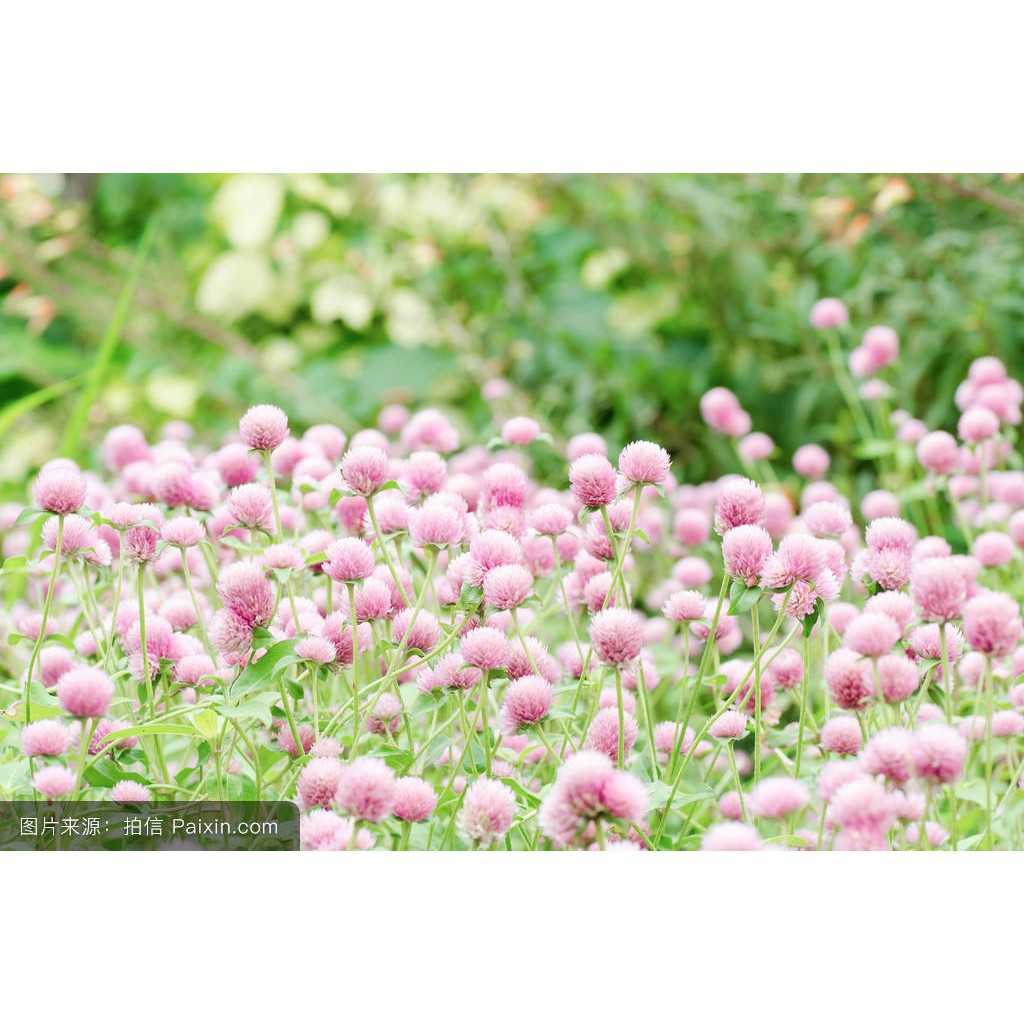 花卉之家種子易活千日粉種子草花種子百日紅種子火球花種子千日紫粉白種子觀花種子熱賣優惠易活 蝦皮購物