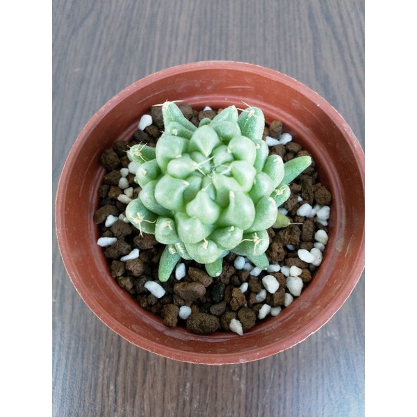 仙人掌 多肉植物 金星石化 蝦皮購物