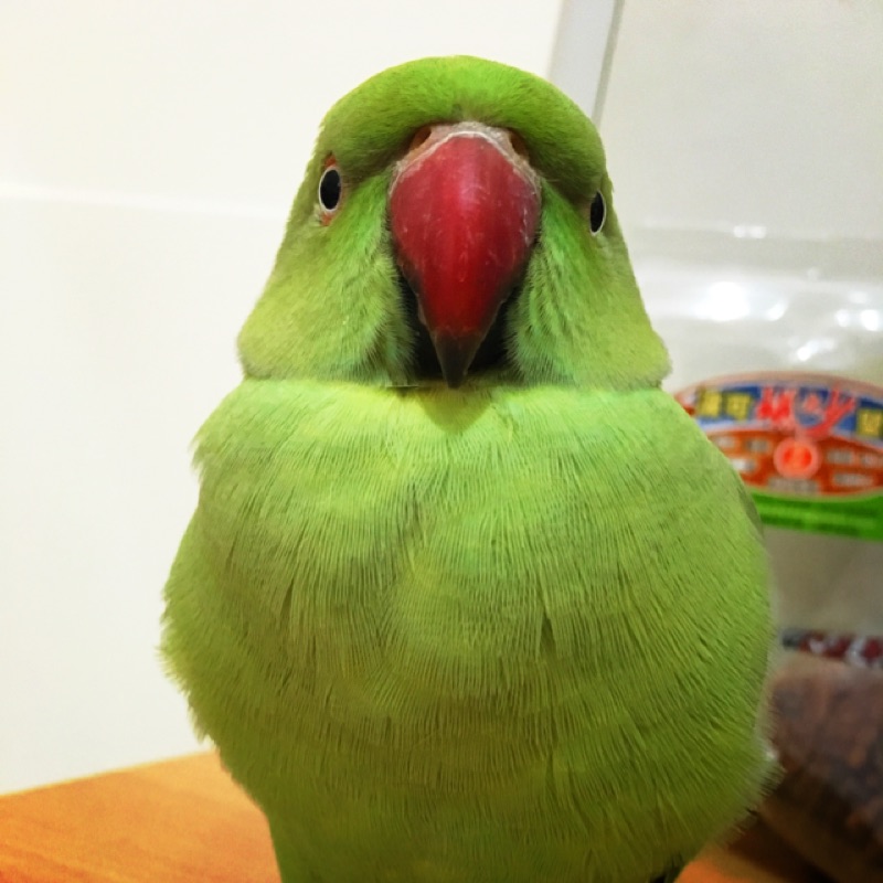 二手漫畫 櫻乃美佳全集書 蝦皮購物