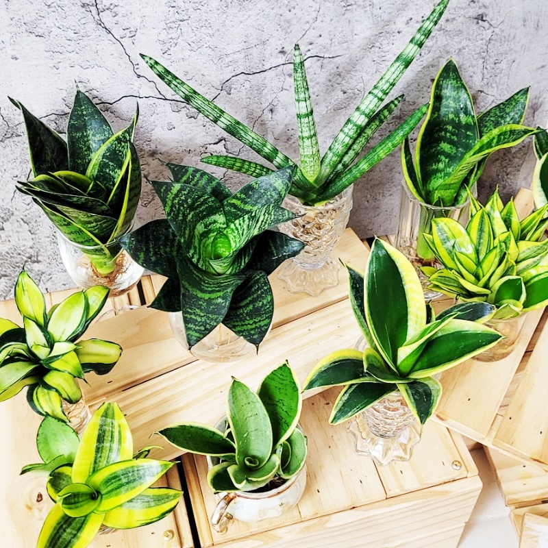 虎尾蘭水栽培淨化空氣盆栽辦公桌療育植物水耕植物懶人植物 蝦皮購物