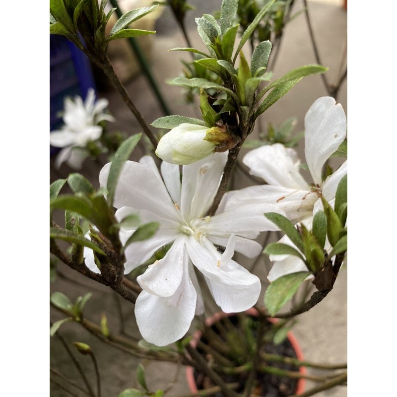 日本皋月杜鵑花 立山之雪 蝦皮購物