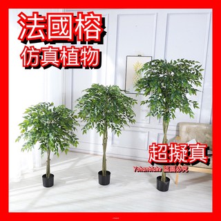 ❤️宅配免運費❤️仿真植物 法國榕 盆景裝飾 北歐大型綠植造景 辦公室場景落地 擺件盆栽 假樹 假植物