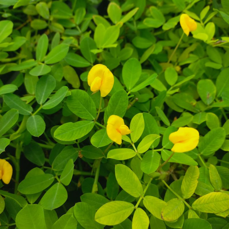 蔓花生的價格推薦 22年10月 比價比個夠biggo