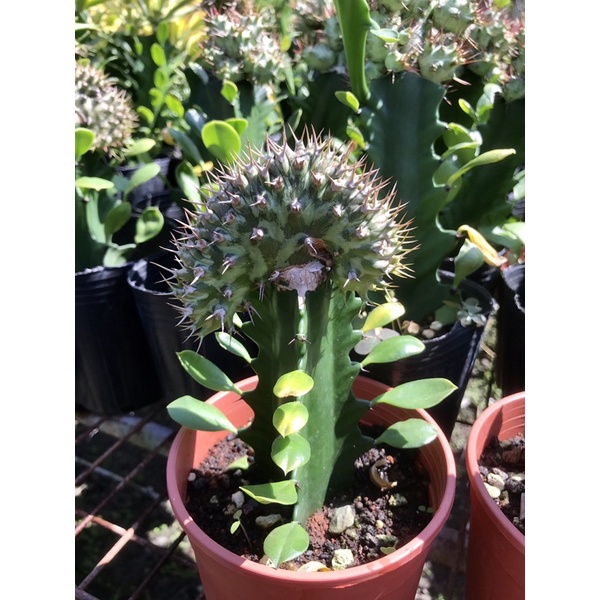Euphorbia horwoodii cristata 霍武德大戟綴化