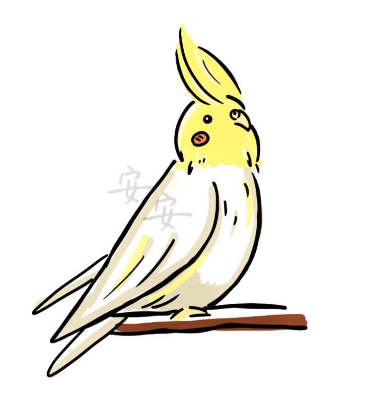 鸚鵡 頭像 Q版 繪製 電繪 客製 訂製 寵物訂製 紀念 虎皮 和尚 鸚哥 小鸚 玄鳳 牡丹 愛情鳥 蝦皮購物