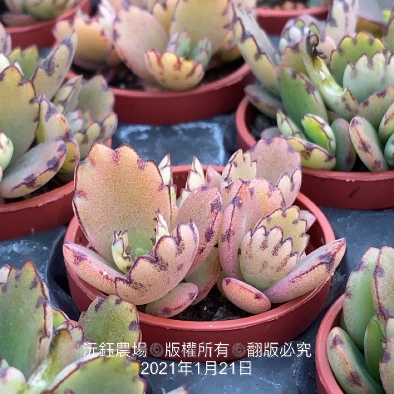 沅鈺農場多肉植物一吋盆 蕾絲公主 蝦皮購物