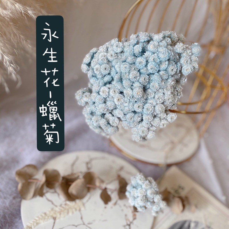 乾燥花 萬花 瞳乾燥花素材 進口義大利不凋蠟菊 忘憂水藍 乾燥花束 婚禮佈置 手作素材 攝影道具 新娘捧花 蝦皮購物