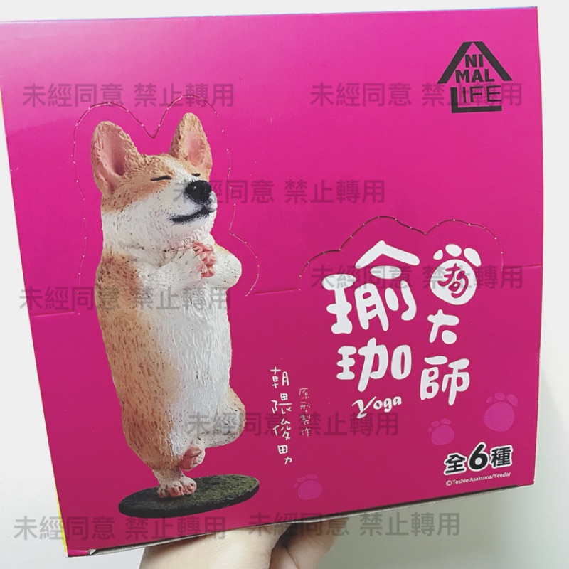 現貨 全新 朝隈俊男 瑜珈狗大師 科基 柴犬  瑜珈 ANIMAL LIFE 第一彈