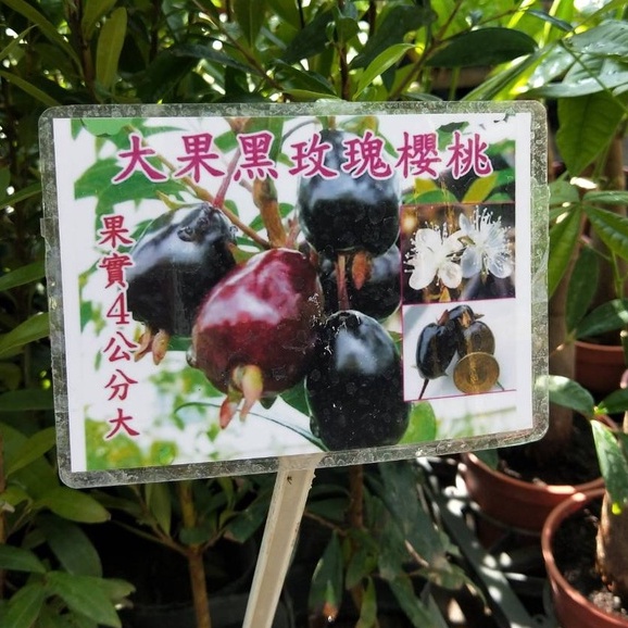 花園植物工坊♥水果苗♥大果黑玫瑰櫻桃♥3.5吋盆♥