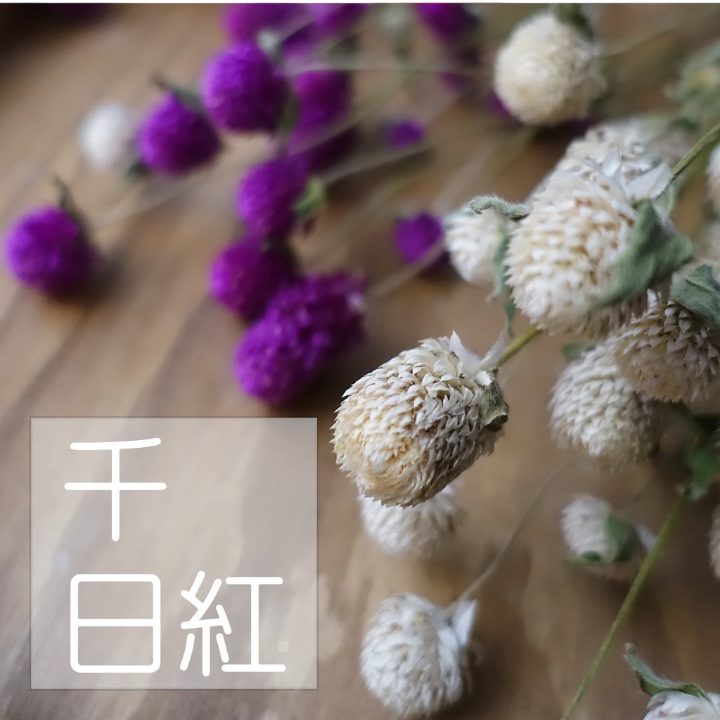 My Wonderful 天然乾燥花材！1束$45【千日紅 / 圓仔花】乾燥花材DIY