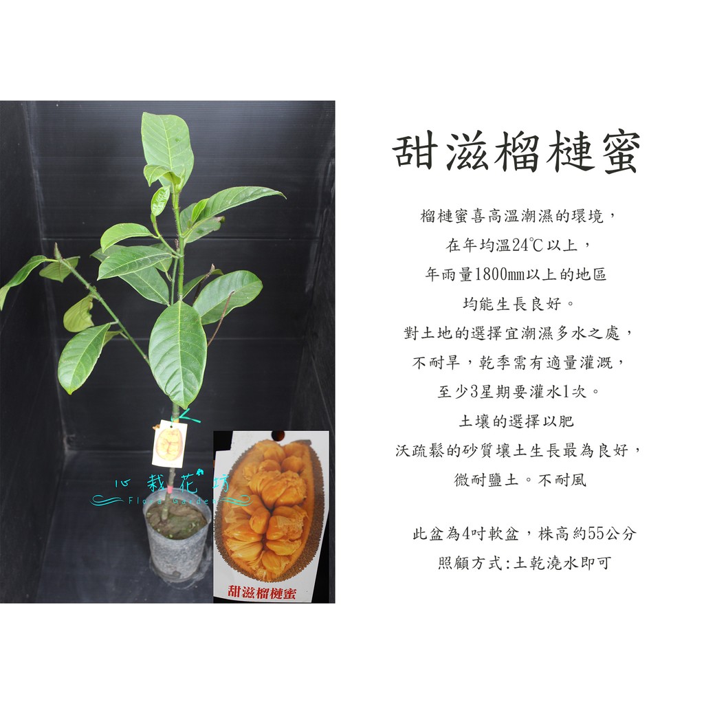 心栽花坊-甜滋榴槤蜜/4吋/水果苗/售價500特價400