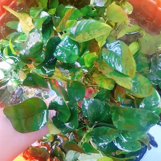 限量買3送1 常綠優質小榕水榕小水榕陰性水草前景草水生植物生態缸好養 水之舞坊 蝦皮購物