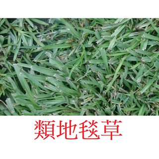 類地毯草種子 澳洲進口 愛芬草 類地毯草 1公斤 500克裝 品質優良 粉衣種子