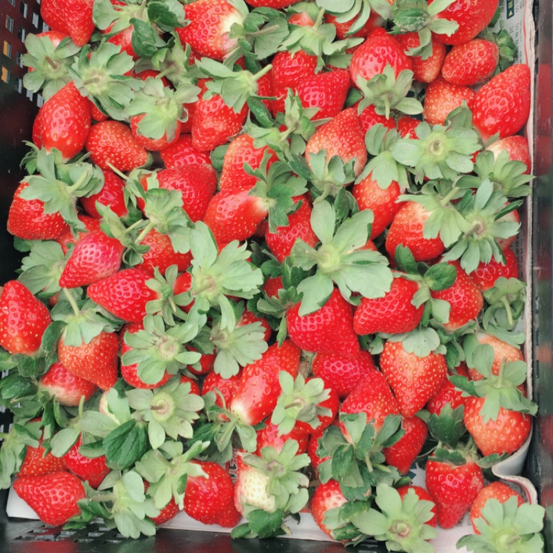 （批發價）產地直銷優質嚴選 苗栗大湖豐香1號草莓