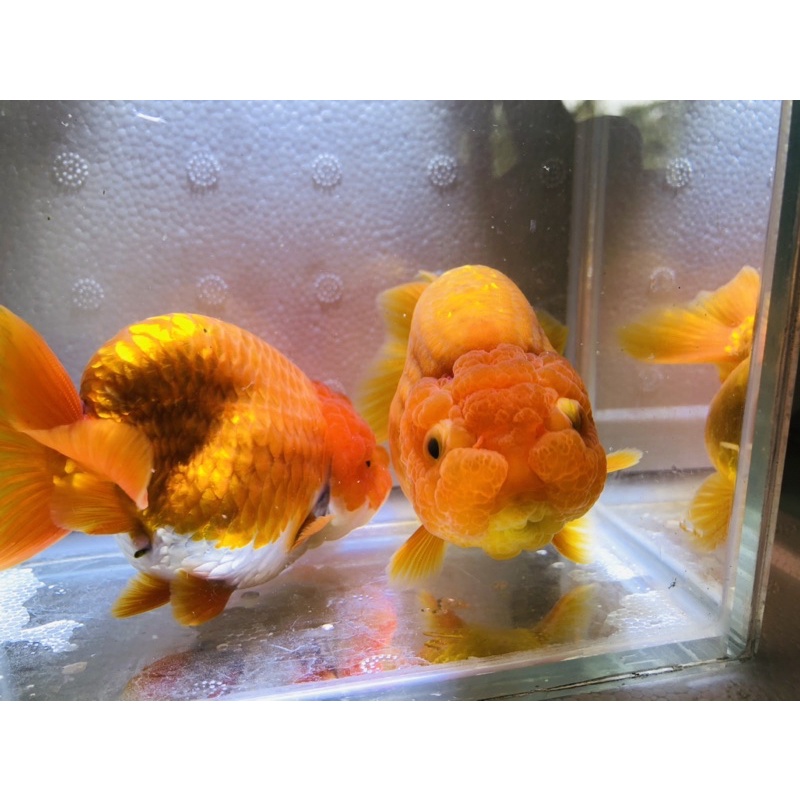 高級金魚 Ptt Dcard討論與高評價網拍商品 21年10月 飛比價格