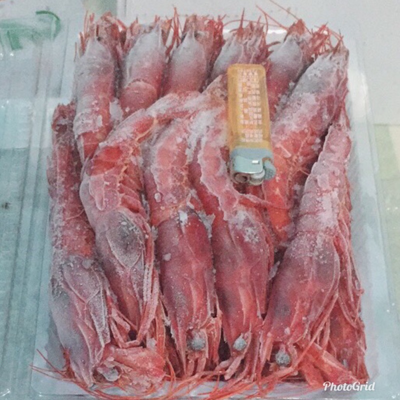 明蝦王-生食等級大胭脂蝦