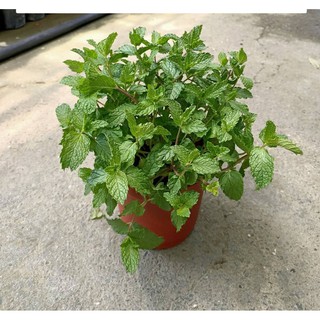 李家果苗 荷蘭薄荷 綠薄荷 5吋盆 香草植物 特價120元