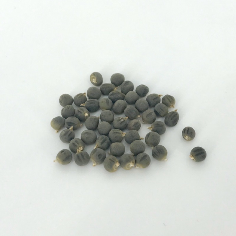 秋葵種籽秋葵種子15粒30元 蝦皮購物