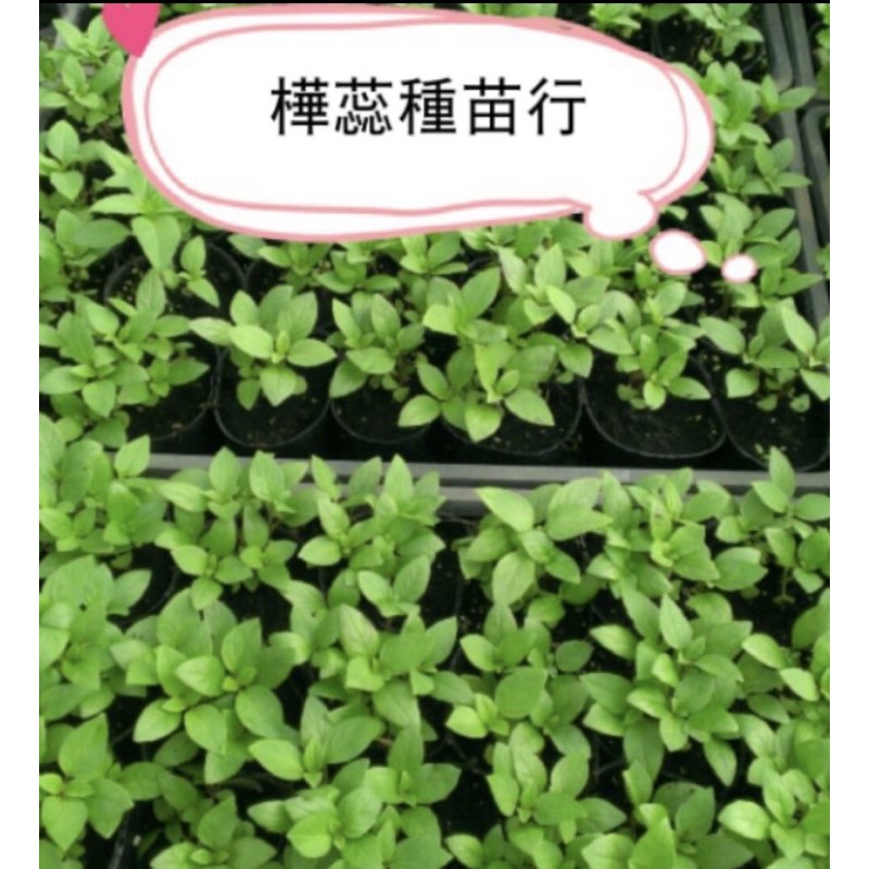 九層塔苗 5寸DIY套件 九層塔苗 + 5寸花盆 + 種植土  DIY蔬菜苗 佐料調味蔬菜