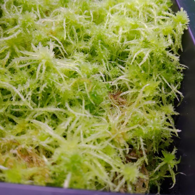 活水苔 新鮮活水苔 食蟲植物的好伙伴 用過都說讚