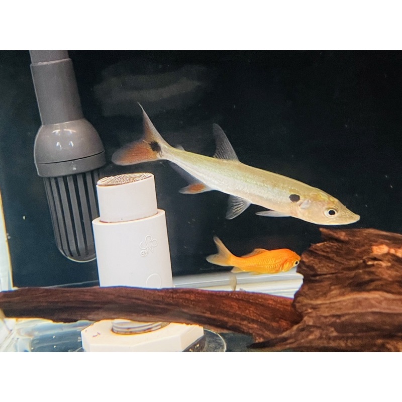 宇氏水族個人工作室 紅尾金排骨 熱帶觀賞魚 中型魚 加拉辛 紅尾金排骨 蝦皮購物