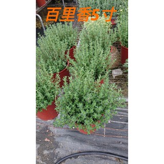 百里香/ thyme