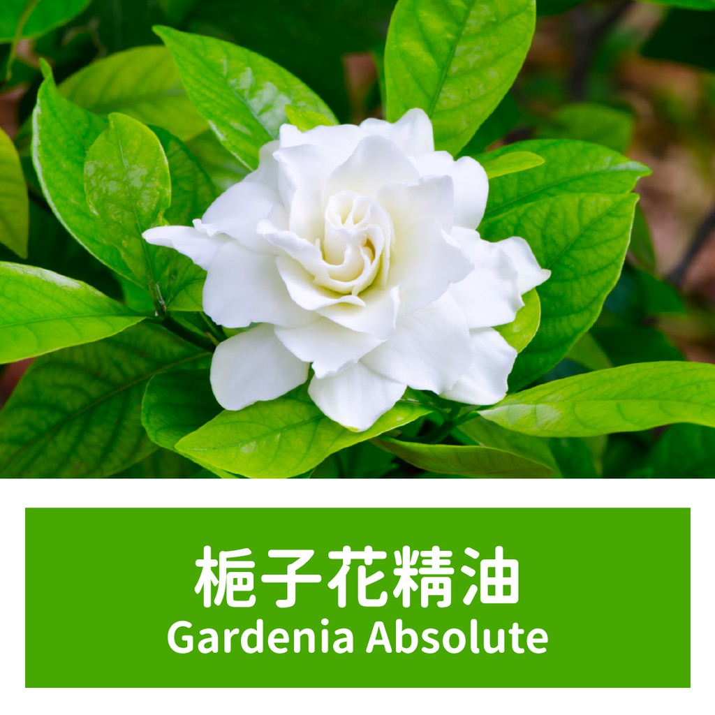 【馥靖精油】梔子花精油(原精) Gardenia Absolute