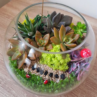 朵麗絲>開幕盆栽 多肉植物 送禮盆栽 A337