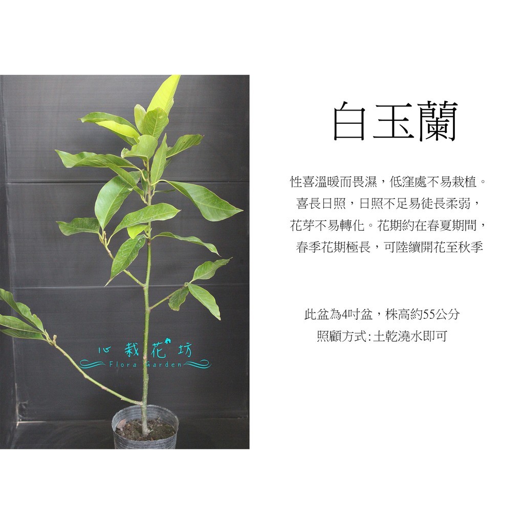 心栽花坊 白玉蘭 玉蘭 玉蘭花 4吋盆 香花植物 綠化環境 售價140特價1 蝦皮購物