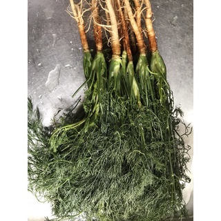 茴香種子 10ml 小茴香種子 香料種子 濃鬱的香氣，茴香種子10ml