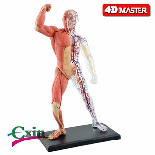 4D Master益智拼裝玩具人體肌肉器官解剖模型醫學教學DIY科普用具