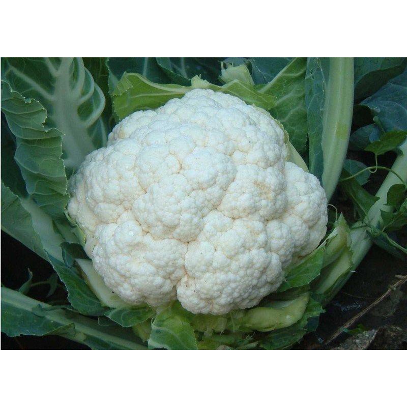 【萌田種子~蔬菜種子】E17 雪美早熟白花椰菜種子0.15公克 , 特耐暑雨，生長強健 , 每包16元 ~
