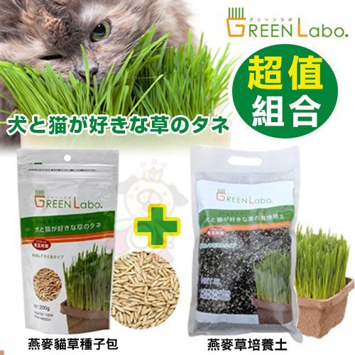 ✨貴貴嚴選✨自己的貓草自己種《GreenLabo燕麥貓草種子包+培養土》組合賣場 一次備齊給貓主子