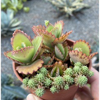 紅瓦仙肉屋薄化粧 多肉植物 景天 一物一拍編號 蝦皮購物