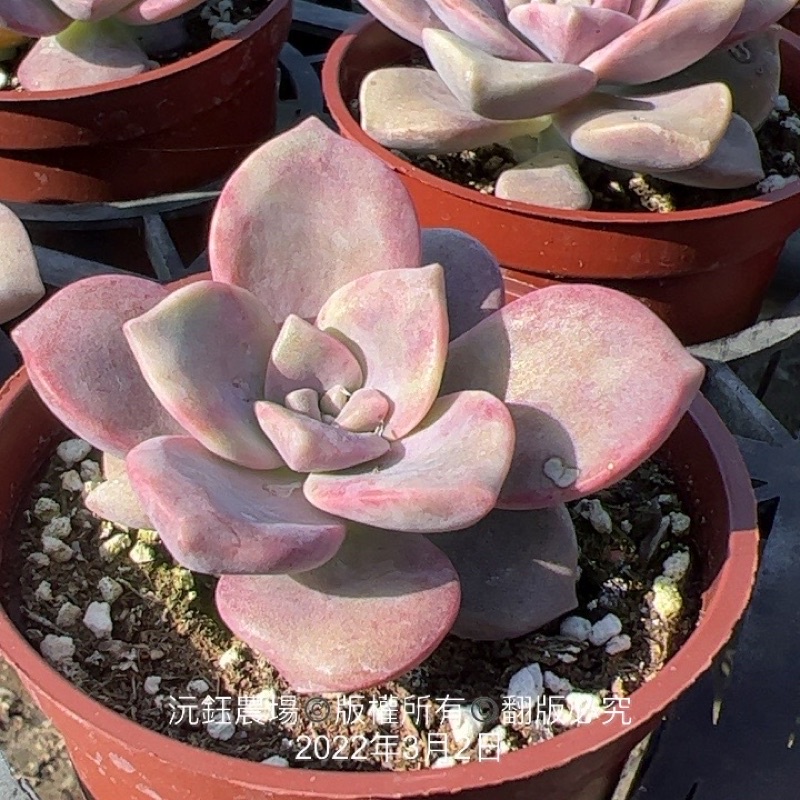 沅鈺農場多肉植物紫色喜悅 紫樂 露養植物有曬傷 蝦皮購物