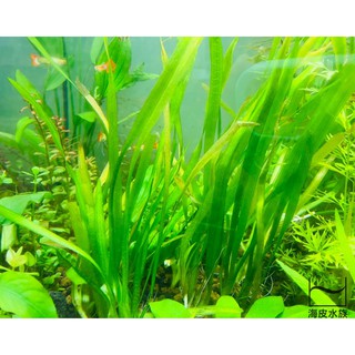 陰性水草高雄的價格推薦 21年10月 比價撿便宜