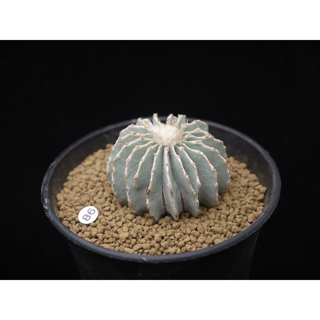 植陽光房 喬治欣頓球屬薄葉花籠geohintonia Mexicana 園藝實生 蝦皮購物