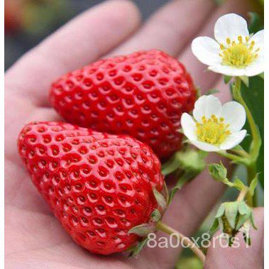 水果種子 草莓種子 四季奶油草莓種子 strawberry 紅顏草莓 白雪公主 原廠包裝 大田用種