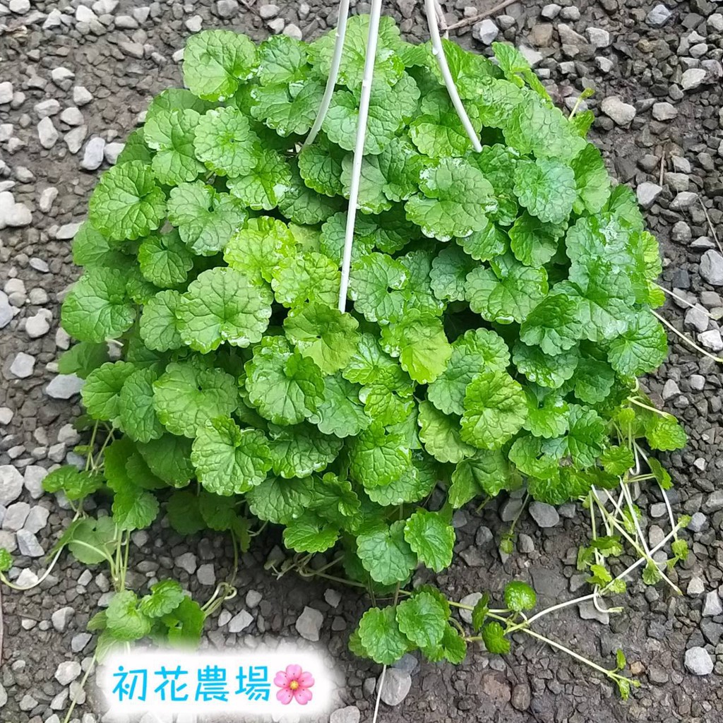 初花農場2店|金錢薄荷/斑葉金錢薄荷|5寸盆｜建議郵寄，超取易悶，植株受損不負責賠償 |