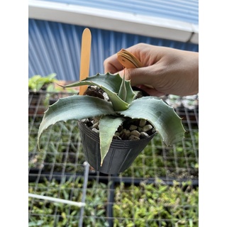 芙菈朵森林 園藝館金豆柑3吋盆小品觀賞盆栽水果苗 蝦皮購物