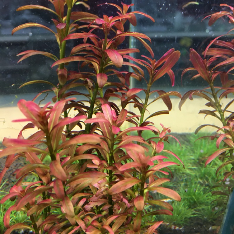 哲園水族大里店 水草 夕燒 蝦皮購物