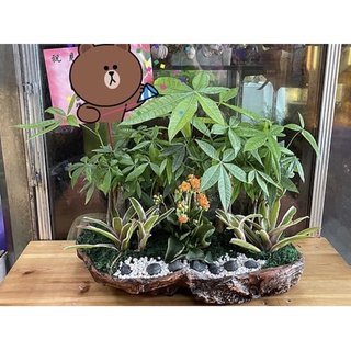 【芳群鮮花店】🌳桌上型發財樹盆栽🌳全省配送｜開幕｜新居落成｜公司喬遷｜展覽致賀花禮［B26］