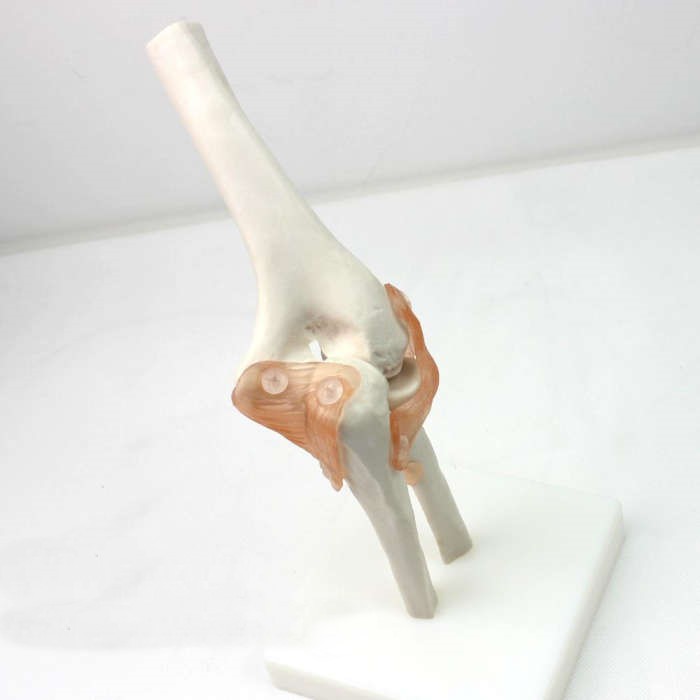 (ENOVO-312) 醫學肘關節模型人體骨骼模型六大關節模型骨骼運動系統 肘關節
