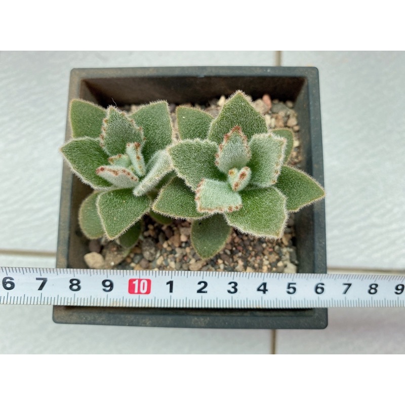 多肉 仙人掌 植物 Kalanchoe 景天科伽藍菜屬 兔耳 無星兔4寸盆